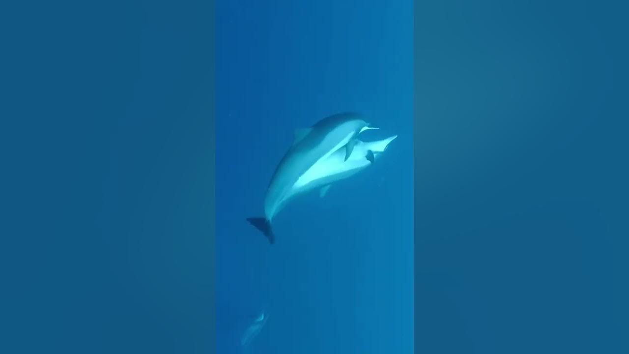 Dolphin sex is anything but boring. #animalshorts #scubadiving #dolphins
