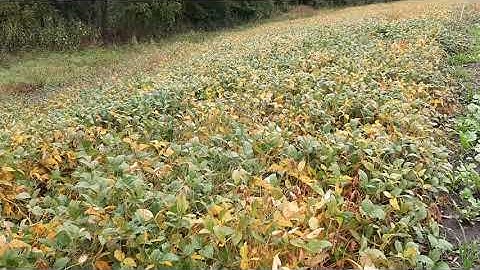 Overseeding Soybeans