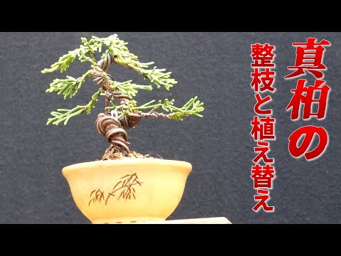 Pruning and repotting Japanese cypress trees - YouTube