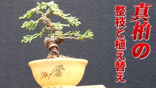 Pruning and repotting Japanese cypress trees - YouTube