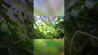 Strange Footage Captured: You Wont Believe What I Saw! #shorts