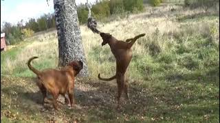 Boxer + Rottweiler  mix