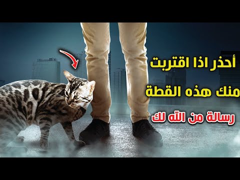 أحذر اذا اقتربت منك هذه القطة هذا يعنى أن هناك 3 رسائل من الله لك وأنت غافل عنها حتما ستبكى