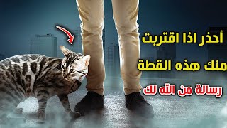 أحذر اذا اقتربت منك هذه القطة..! هذا يعنى أن هناك 3 رسائل من الله لك .. وأنت غافل عنها ..حتماً ستبكى