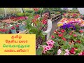    state flower of tamil nation  senganthal  england thamizhachi 