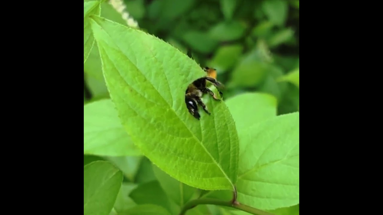 The Leafcutter Bee