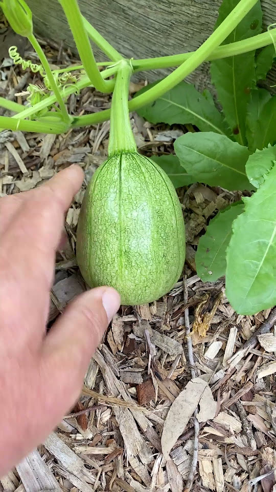 Unlock The Secrets To Growing Summer Squash In Raised Beds! YouTube