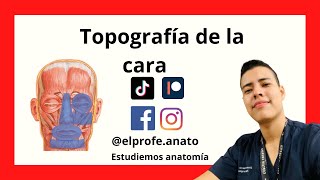 Topografia de la cara anatomia elprofedeanato topografia cara fyp odontologia