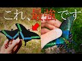 ミヤマカラスアゲハを引き付ける秘密のトラップが最強だった