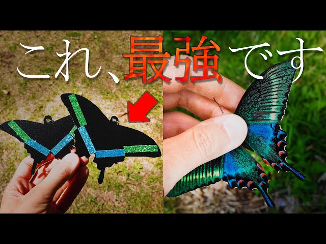 ミヤマカラスアゲハカラスアゲハ♂♀4頭セット The Secret Trap That Attracts Beautiful Butterflies: Unveiled
