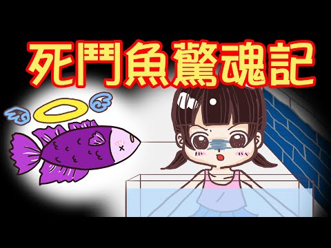 死鬥魚驚魂記!! 死魚竟然發生了…!? 【四月桐寶寶圖畫日記】[生活][寵物][鬥魚][動畫][搞笑]