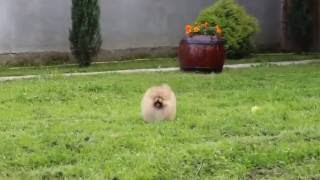 Pomeranian BOO cute girl-Stefijano Pomeranian Kennel