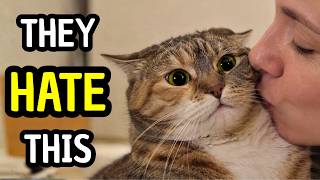 8 Things Your Cat Hates When You Think You're Showing Love