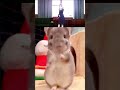 秀知院学園〜✊🐹✊ #chinchilla #チンチラ #かぐや様は告らせたい