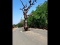 साक्षात् यमराज जी #shortsvideo #shortsvideo #ytshorts