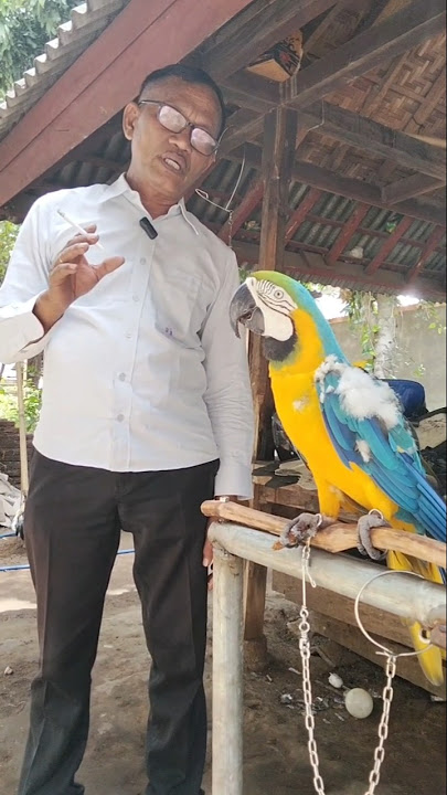 Burung langka bertengger di Desa Obel-Obel Kecamatan Sambelia #desa #burung