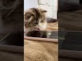 なんかおりますのよ