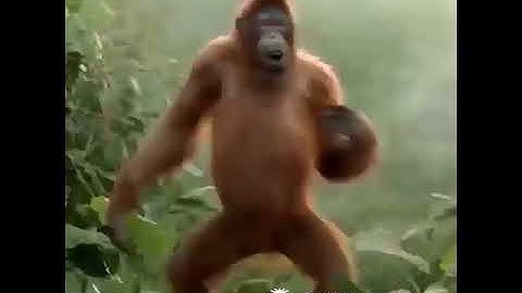 monyet ketawa