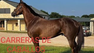 venta de caballos y potrillos finos de carreras en algun lugar del mundo