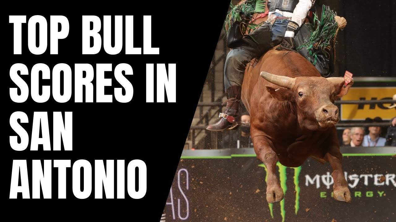 The Best Bulls in San Antonio