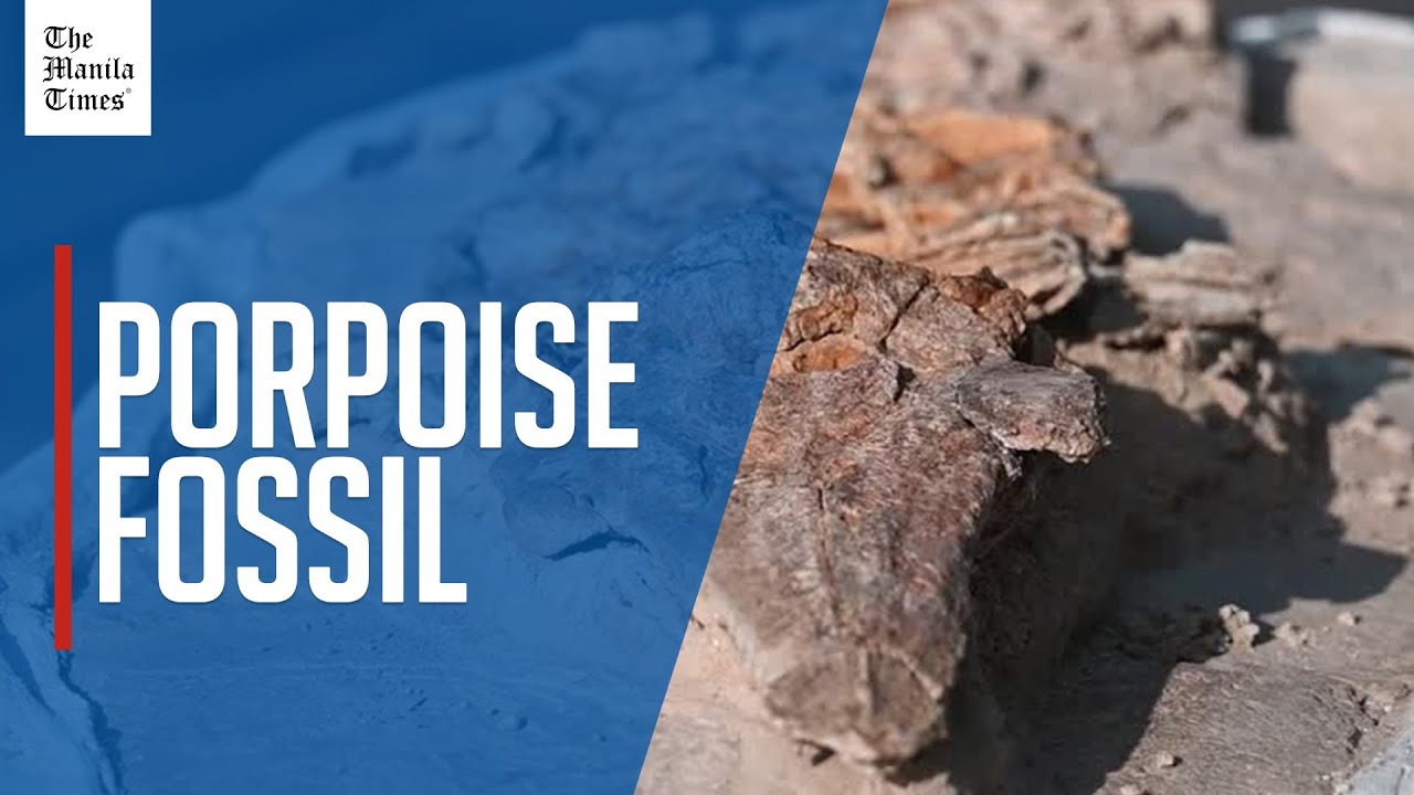 Paleontologists find porpoise fossil in Peru's ancient seabed