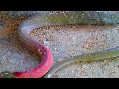 Video Cùng tìm hiểu thử rắn hổ lửa (học trò) | Sự thật rắn... - youtube