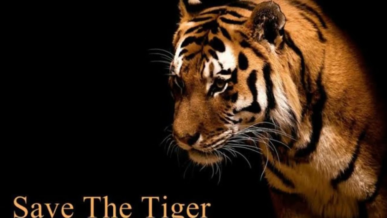 World tiger 🐅 day WhatsApp status||International Tiger 🐯🐅 day Special Status||July 29 Tiger day 🐯🐅🐅🐅