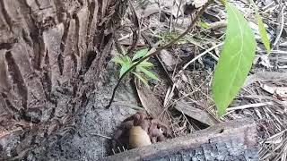 Pulau Indah dan Unik Pulau Doang-Doangan Lompo (Besar) Sulawesi Selatan -Penjelajah Pulau