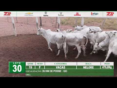 Lote 30