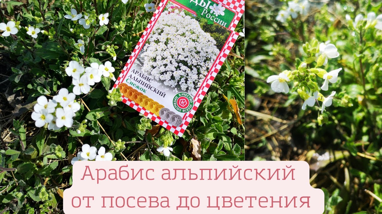 Арабис альпийский от посева до цветения. Садовые цветы. //Валентина Земскова