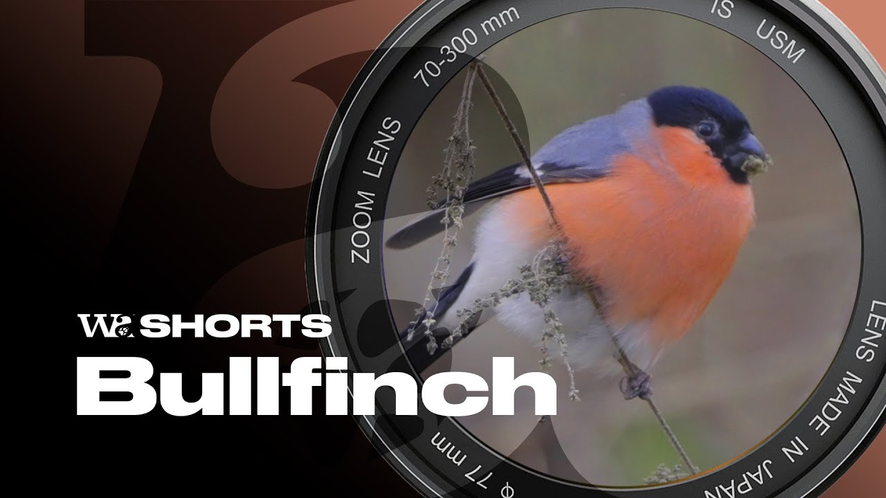 Bullfinch Surprise at Lackford Lakes