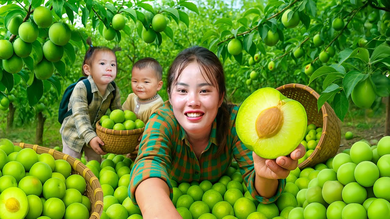Harvesting Plums with My Daughter and Son – Selling at the Market and Caring for Newborn Piglets