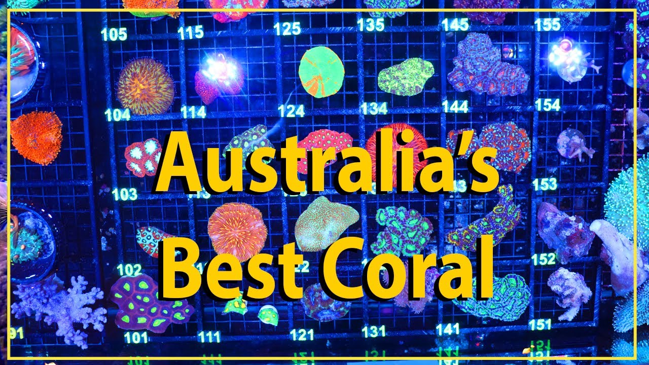 Drool Worthy Australian Corals