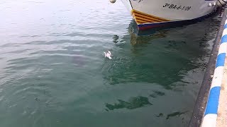 Tuna VS. Seagull