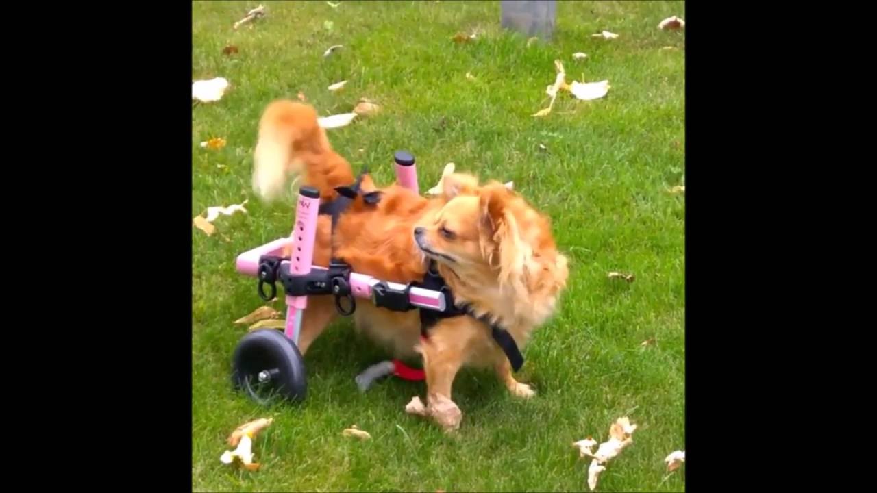 wheelchair sign Mobility Dogs!