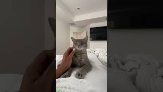 Silly Cat does the funniest thing ever - Cat Reaction 😂 Instant Laugh!