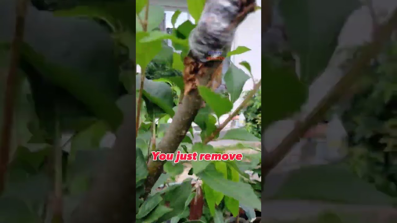 I grew an apple in a tropical country in the Philippines 