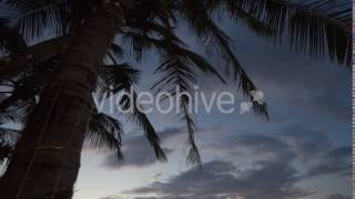 Tropical Palm Tree - Stock Footage | VideoHive 14260468