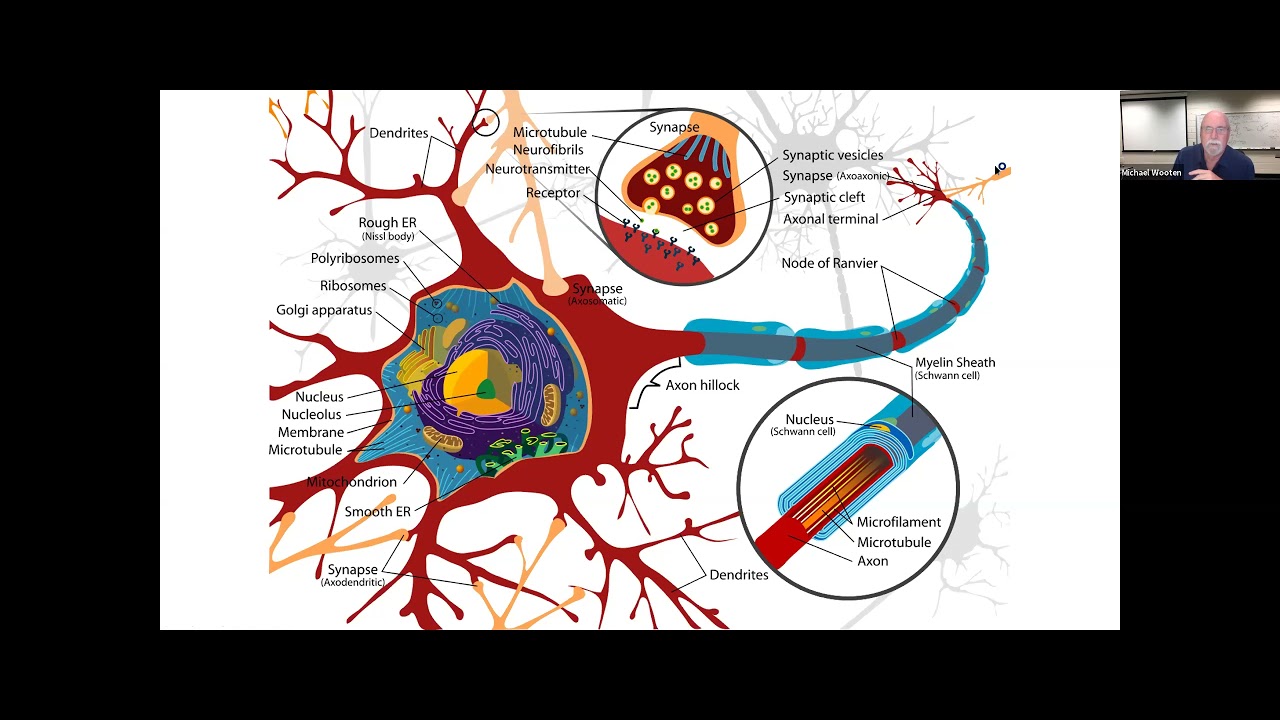 HG Behavior   Part 1   Neural Structures