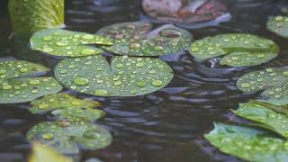 Pitter Patter Serenity: A Gentle Rains Gift to a Pond