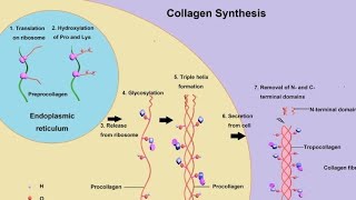Collagen Synthesis In 8 Minutes From Translation To Fiber Cross-Linking
