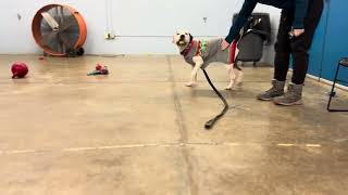 Meet Asgard A Terrier, American Pit Bull Currently Available For Adoption 2202024 124017 Pm