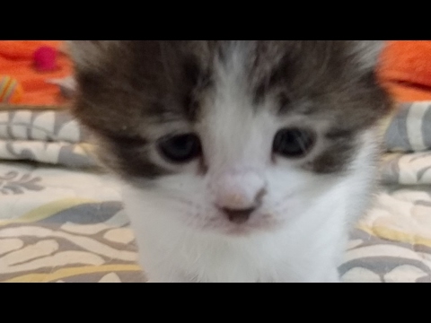 cats inn Angels Fish Kittens 2017-03-25