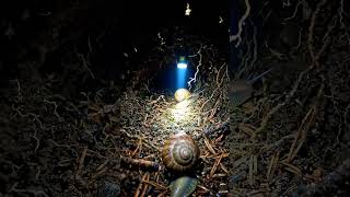 see what's inside ground ✨🤎#trending #viral #underground #wildlife #animals #shortsfeed #shortvideo