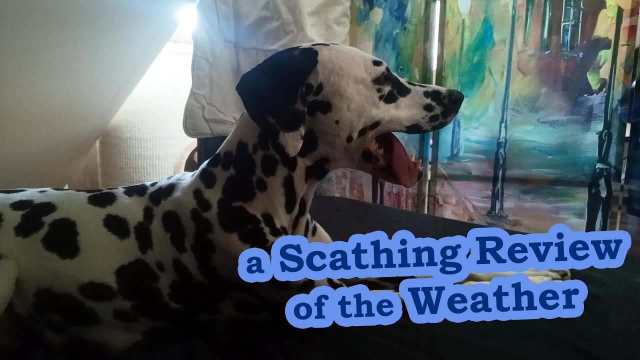 Dalmatian Gives a Scathing Review of the Weather