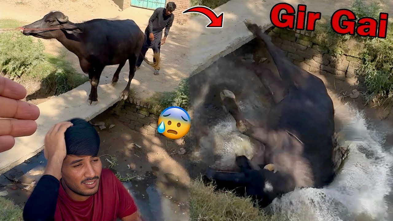 Buffalo Nehar Main Gir Gai😰