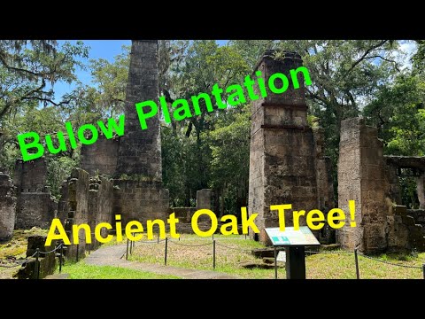 Bulow Creek State Park and the Fairchild Oak (the oldest living oak tree in Florida)