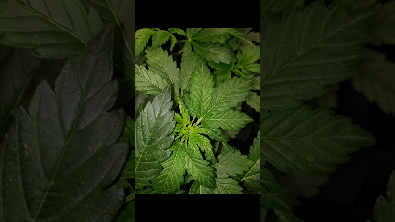 pbp clone and autos today in tent