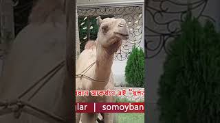 কুমিল্লায় পশুর হাটের প্রধান আকর্ষণে এই “সুলতান” উট।