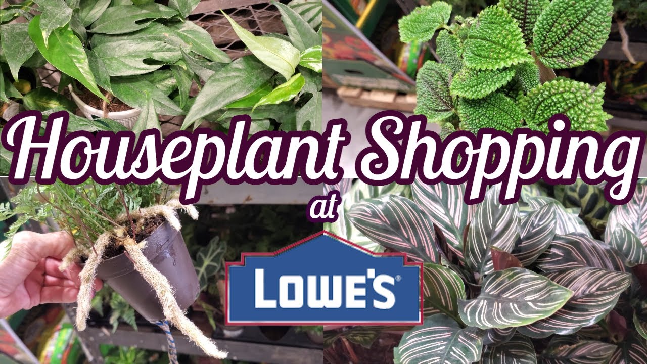 Houseplant Shopping at Lowes Big Box Store Plants Plant Shop with